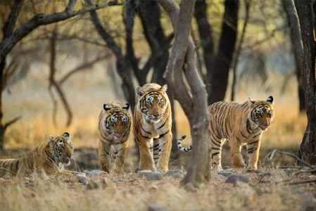 Wildlife Safari Tigers